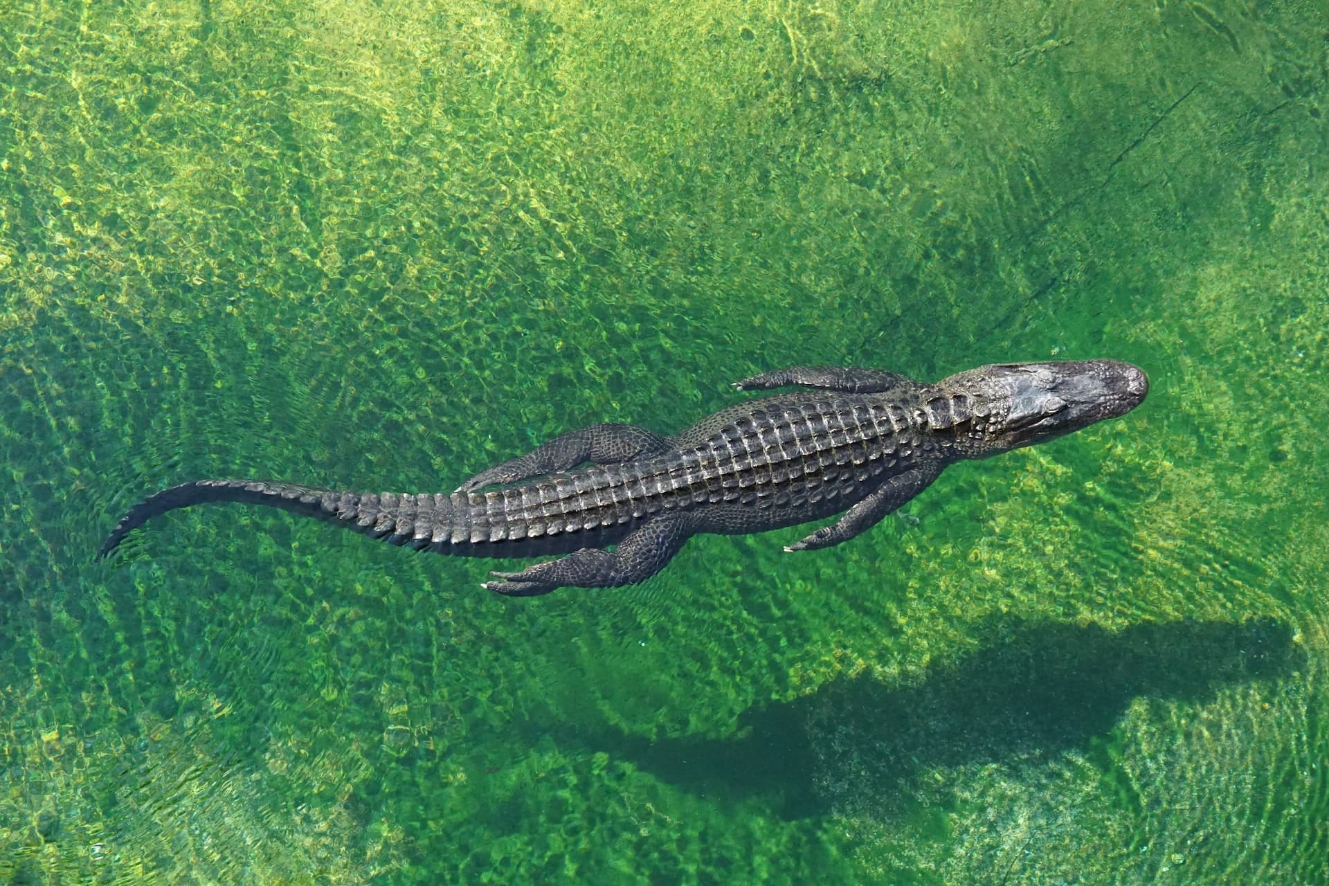 Swimming Alligator